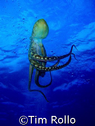 Octopus Swim.    Maui,  Honokawai Beach by Tim Rollo 